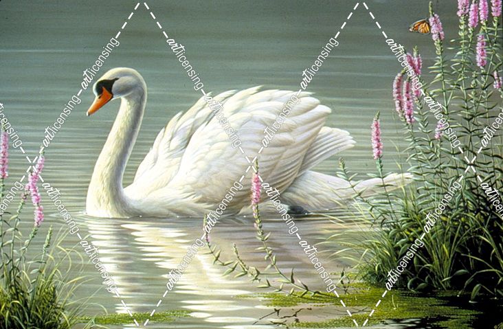 Summer Idyll – Mute Swan