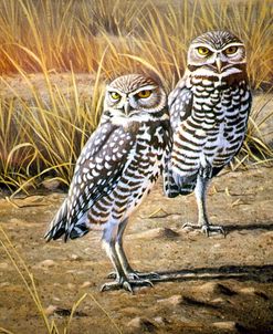 Burrowing Owls