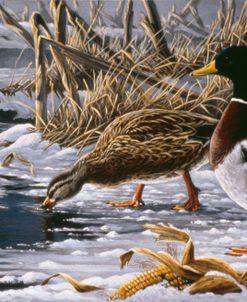 Spring Thaw – Mallards