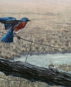 April Showers – Eastern Bluebird