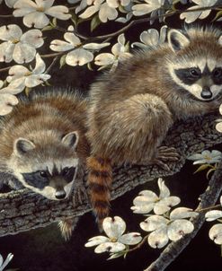 Dogwood Hideout – Young Raccoons