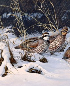 Close To Cover  – Bobwhites