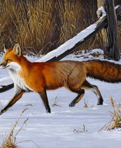 Fox Trot  – Red Fox