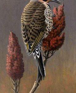 Flicker on Sumac