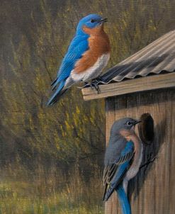 Bluebirds at Home