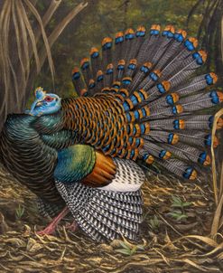 Ocellated Turkey