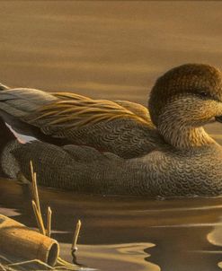 Gadwall