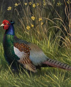 Japanese Green Pheasant