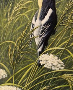 Summer Song – Bobolink