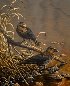 Rusty Blackbirds