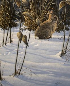 Winter Cottontail