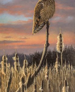 Sunset Shortie