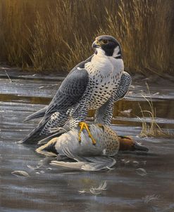 Teal Meal – Peregrine