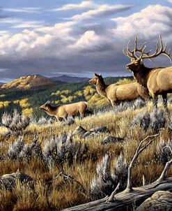 King Of The Hill – Elk