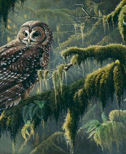 Spirit Of Ancient Forests – Spotted Owl