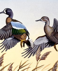 1981 Blue-Winged Teal