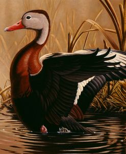 1988 Black Bellied Whistling Duck