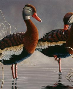 1989 Black Bellied Whistling Duck
