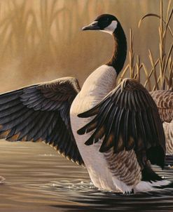 1994 Canada Geese