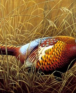 Sneaking Through The Long Grass – Ring Neck Pheasant