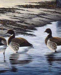 Brant Coming Ashore