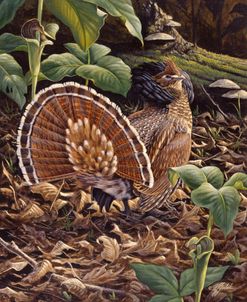 May Display – Ruffed Grouse