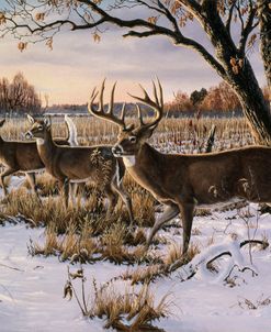 Cautious Crossing – Whitetails