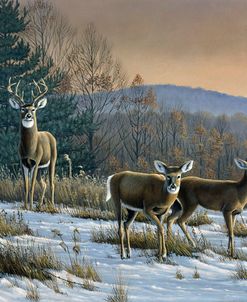 Prime Time – Whitetail Deer