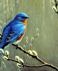 Signals Of Spring – Eastern Bluebird