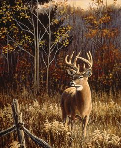 Autumn Whitetail