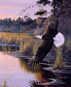 Wings Of Autumn – Bald Eagle
