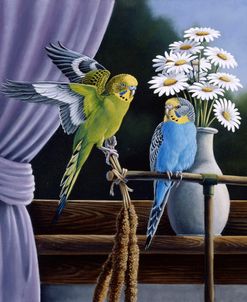 Parakeets