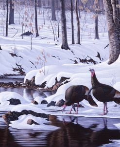 Hardwood Creek – Wild Turkeys