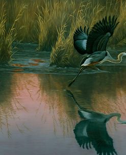 Evening Flight – Great Blue Heron