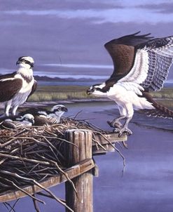 Chesapeake Treasurers – Osprey