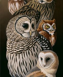 Eyes Of The Night – Owls
