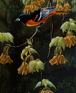 Forest Flame – Baltimore Oriole