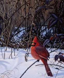 Roadside Cardinal