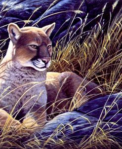 Cougar In The Grass