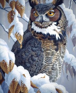 Winter Watch – Great Horned Owl