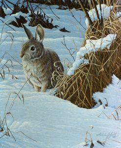 Snow Cover Cottontail