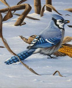 Bluejay