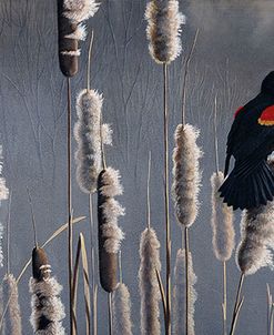 Marsh Notes – Red Wing Blackbird