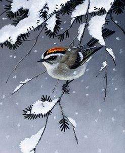 Winter Sprite – Golden Crown Kinglet