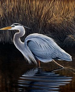 Making Strides – Great Blue Heron