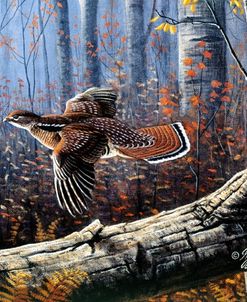 Windfall Glider – Ruffed Grouse