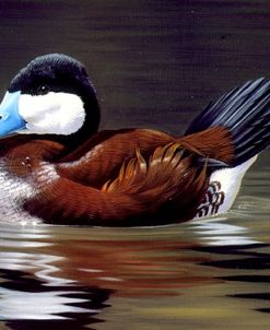 Ruddy Duck