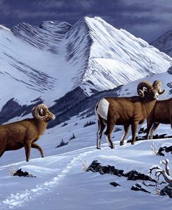 High Country Rams