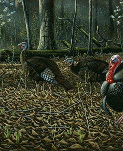 The Suitor – Wild Turkeys