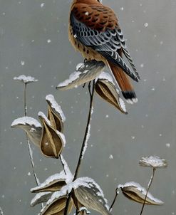 Gentle Snowfall – Kestrel